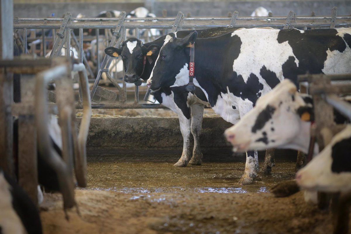 El precio de la leche gallega comienza el año con un ligero rendimiento. A pesar de ello, sigue siendo uno de los más bajos de España.